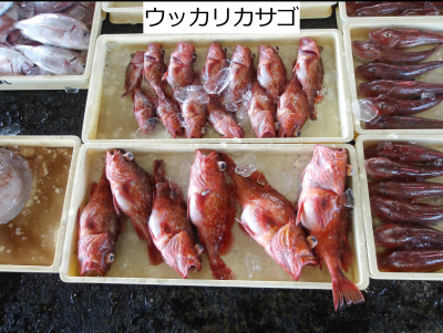 ウッカリカサゴ