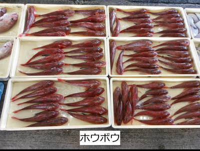 ホウボウ