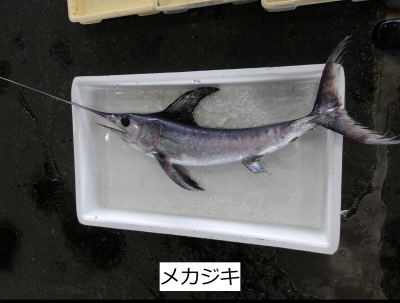 メカジキ
