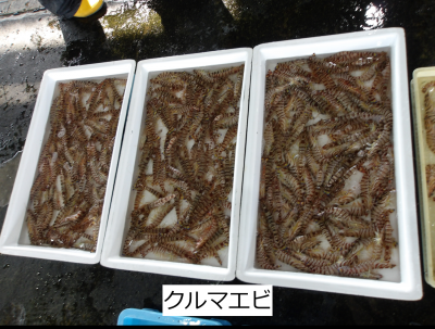 クルマエビ
