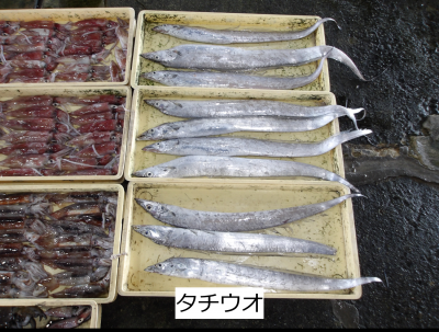 タチウオ