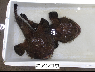 キアンコウ