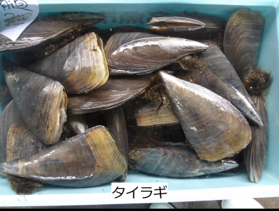 タイラギ