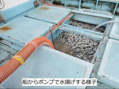 マイワシの水揚げの様子