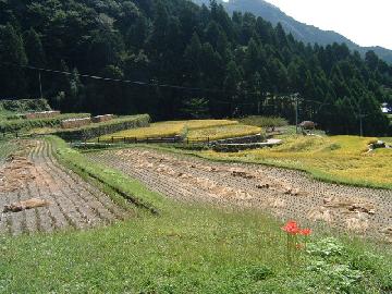新城市 四谷千枚田
