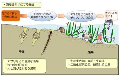 干潟や藻場の機能