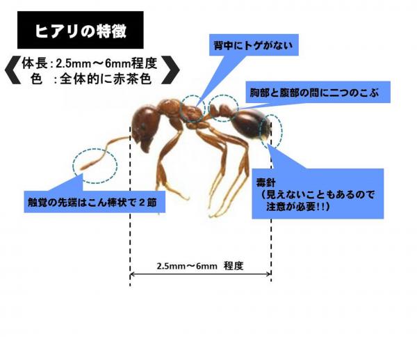 ヒアリの特徴