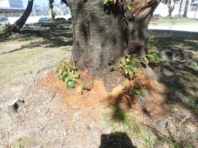 風化した大量のフラス