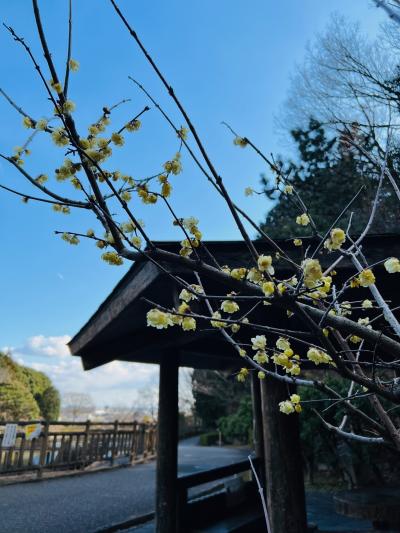 赤塚山公園のロウバイ