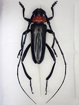 クビアカツヤカミキリ成虫4