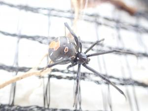 セアカゴケグモメス成体1