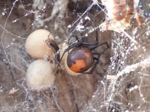 セアカゴケグモメス成体3