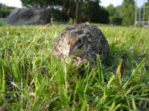 うずら くさむら