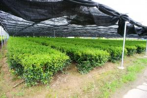 棚がけ被覆が設置された茶園の写真