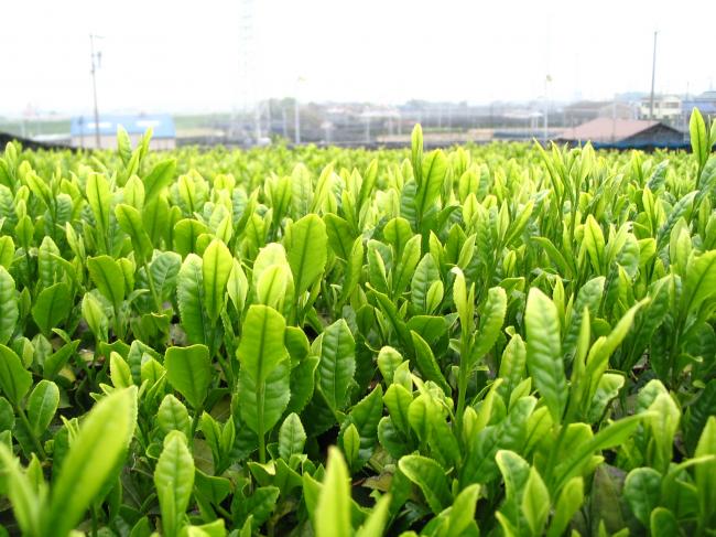 茶の新芽の写真