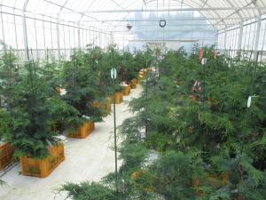 コンテナによる育成